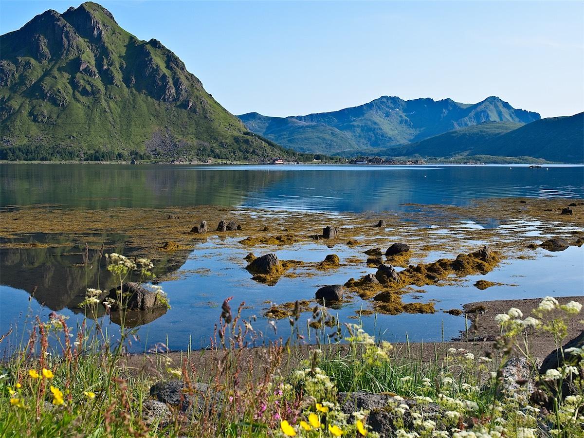 Shore in summer